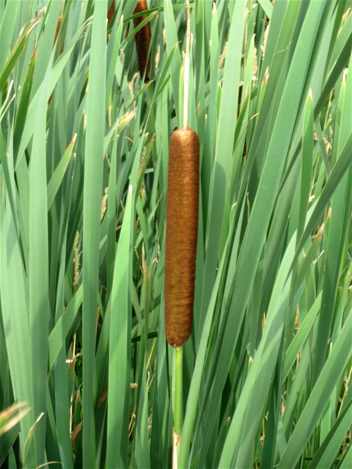 Breitblättriger Rohrkolben (Typha latifolia) bei Wiesbaden-Nordenstadt