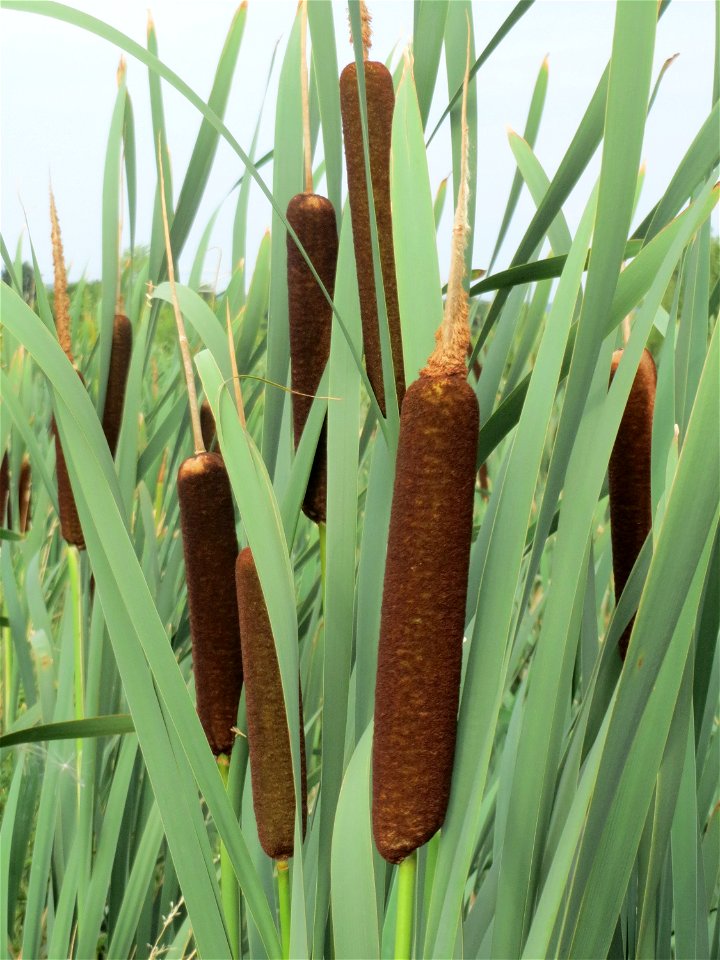 Breitblättriger Rohrkolben (Typha latifolia) bei Wiesbaden-Nordenstadt