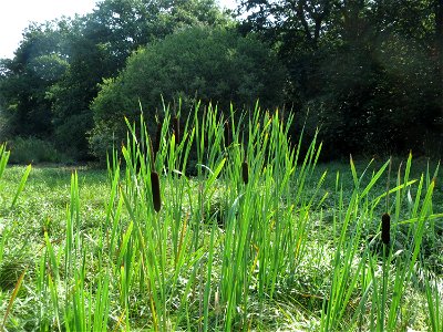 Breitblättriger Rohrkolben (Typha latifolia) im Naturschutzgebiet Mürmes