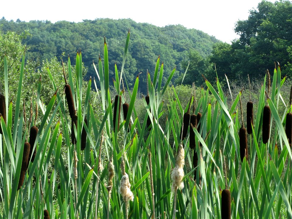 Breitblättriger Rohrkolben (Typha latifolia) im Naturschutzgebiet Mürmes