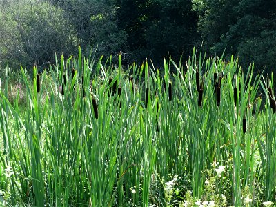 Breitblättriger Rohrkolben (Typha latifolia) im Naturschutzgebiet Mürmes