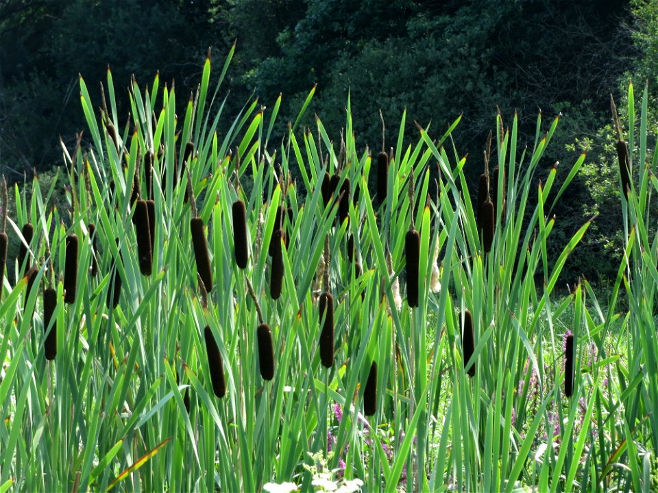 Breitblättriger Rohrkolben (Typha latifolia) im Naturschutzgebiet Mürmes