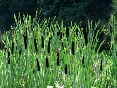 Breitblättriger Rohrkolben (Typha latifolia) im Naturschutzgebiet Mürmes