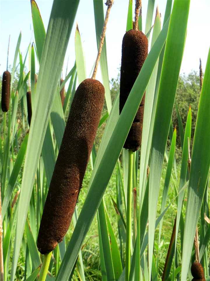 Breitblättriger Rohrkolben (Typha latifolia) im Naturschutzgebiet Mürmes