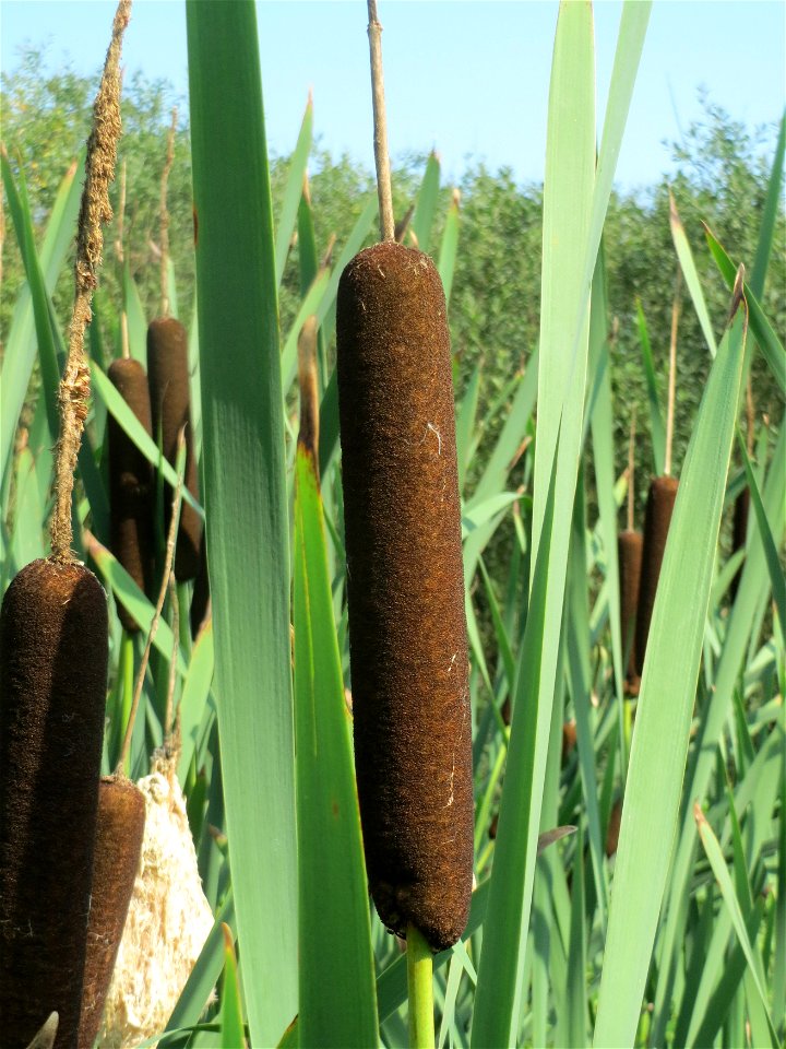 Breitblättriger Rohrkolben (Typha latifolia) im Naturschutzgebiet Mürmes