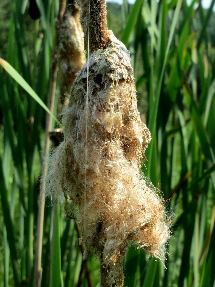 Breitblättriger Rohrkolben (Typha latifolia) im Naturschutzgebiet Mürmes