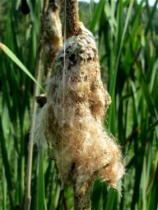 Breitblättriger Rohrkolben (Typha latifolia) im Naturschutzgebiet Mürmes
