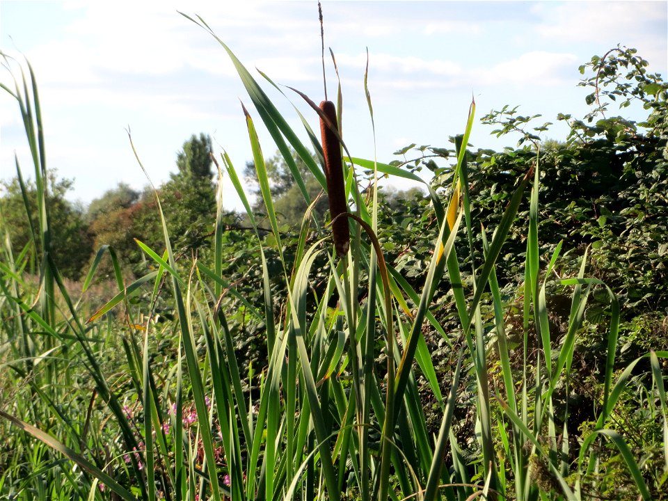 Breitblättriger Rohrkolben (Typha latifolia) im Hockenheimer Rheinbogen