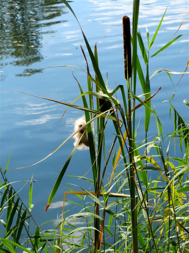 Breitblättriger Rohrkolben (Typha latifolia) am Reilinger See