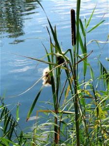 Breitblättriger Rohrkolben (Typha latifolia) am Reilinger See
