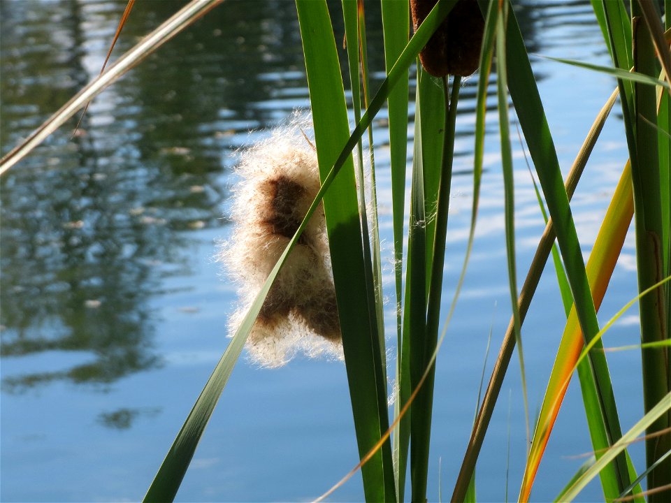 Breitblättriger Rohrkolben (Typha latifolia) am Reilinger See