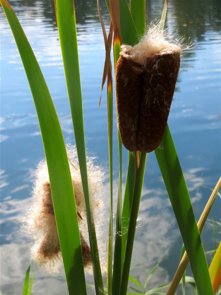 Breitblättriger Rohrkolben (Typha latifolia) am Reilinger See