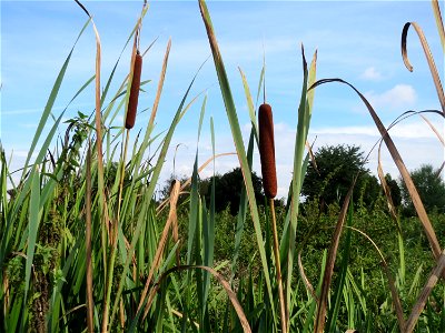 Breitblättriger Rohrkolben (Typha latifolia) im Hockenheimer Rheinbogen