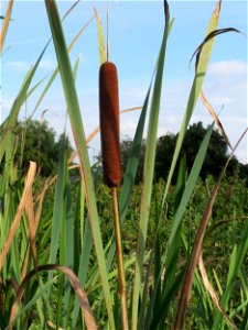 Breitblättriger Rohrkolben (Typha latifolia) im Hockenheimer Rheinbogen