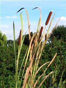 Breitblättriger Rohrkolben (Typha latifolia) im Hockenheimer Rheinbogen