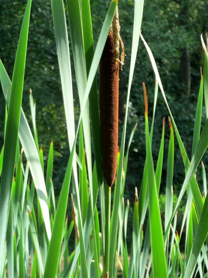 Breitblättriger Rohrkolben (Typha latifolia) am Tabaksweiher bei Sankt Arnual