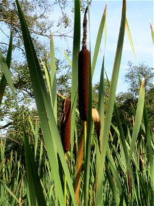 Breitblättriger Rohrkolben (Typha latifolia) am Tabaksweiher bei Sankt Arnual
