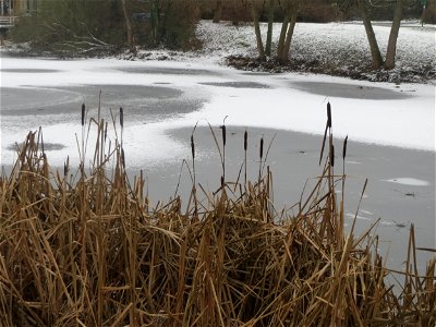 Breitblättriger Rohrkolben (Typha latifolia) am Tabaksweiher bei Sankt Arnual