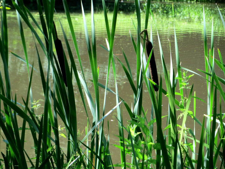 Breitblättriger Rohrkolben (Typha latifolia) am Tabaksweiher in Sankt Arnual