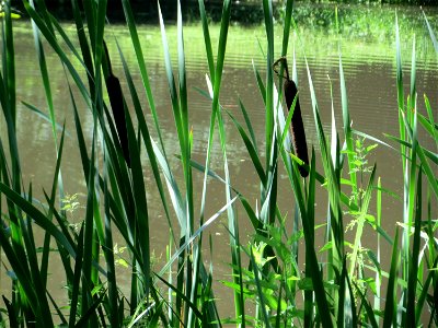 Breitblättriger Rohrkolben (Typha latifolia) am Tabaksweiher in Sankt Arnual