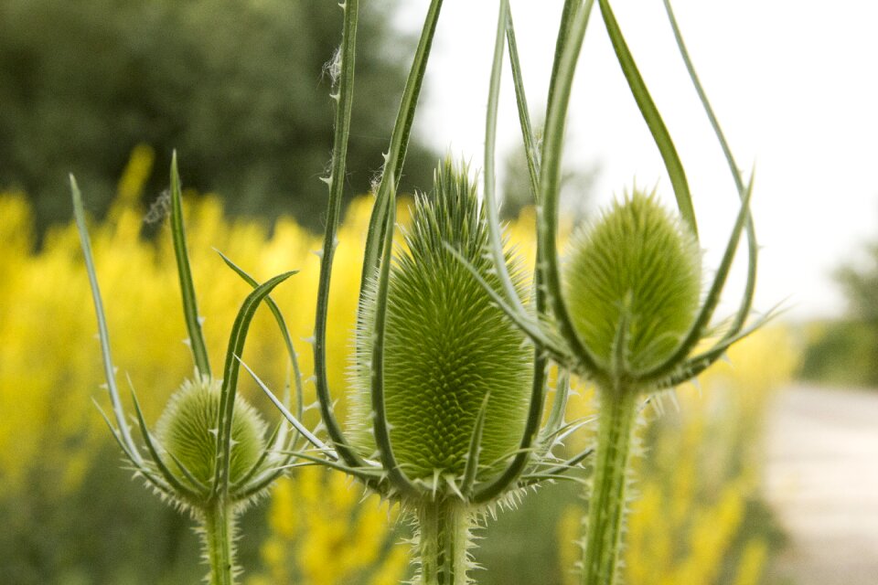 Summer flowers plant