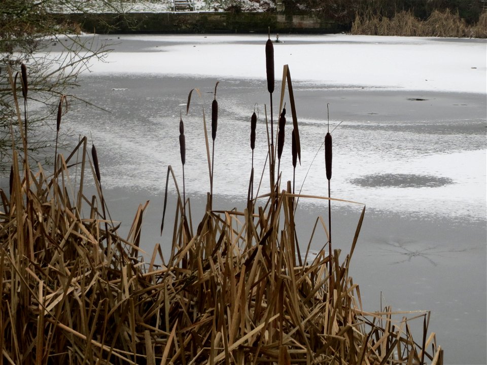 Breitblättriger Rohrkolben (Typha latifolia) am Tabaksweiher bei Sankt Arnual