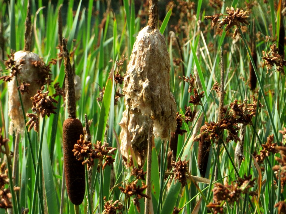 Breitblättriger Rohrkolben (Typha latifolia) im Bürgerpark Saarbrücken