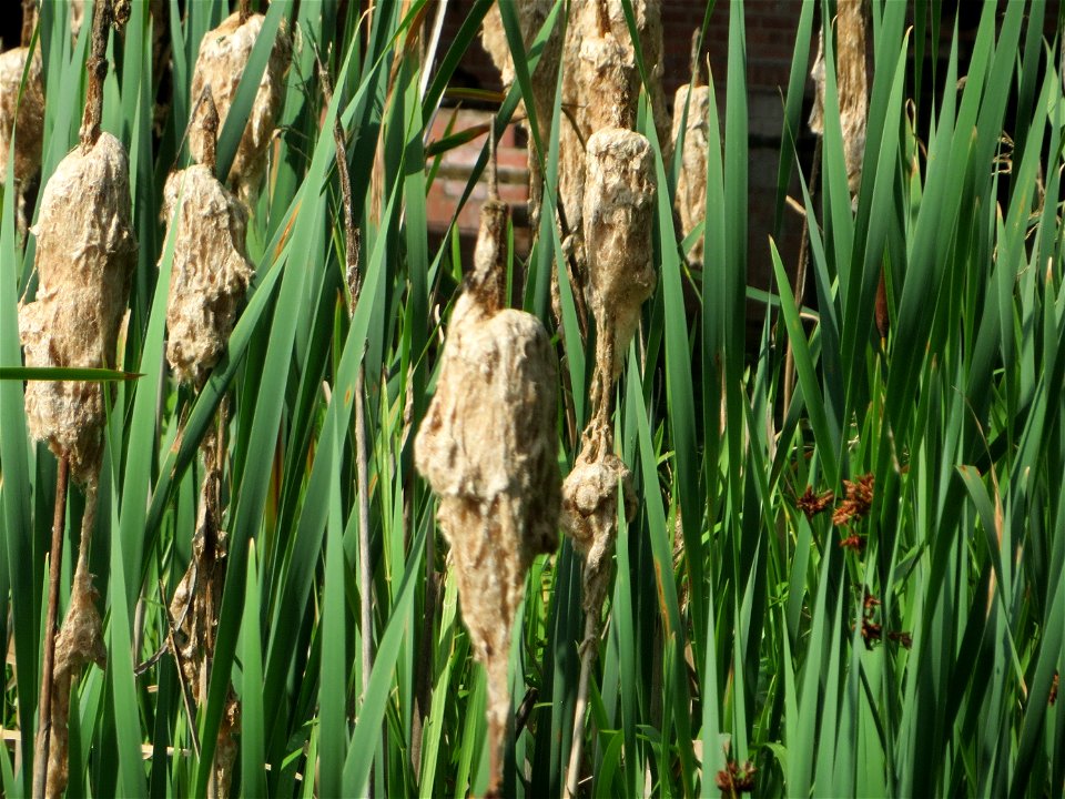 Breitblättriger Rohrkolben (Typha latifolia) im Bürgerpark Saarbrücken