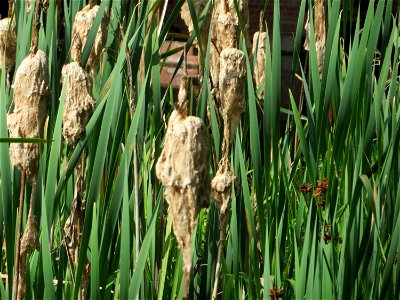 Breitblättriger Rohrkolben (Typha latifolia) im Bürgerpark Saarbrücken