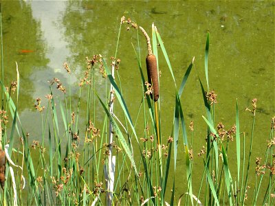 Breitblättriger Rohrkolben (Typha latifolia) im Bürgerpark Saarbrücken