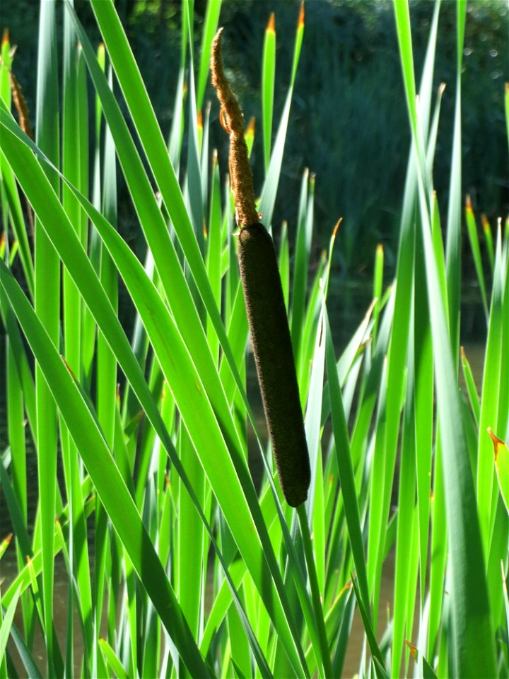 Breitblättriger Rohrkolben (Typha latifolia) am Tabaksweiher in Sankt Arnual