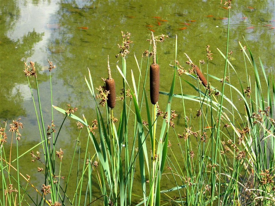 Breitblättriger Rohrkolben (Typha latifolia) im Bürgerpark Saarbrücken