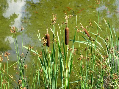 Breitblättriger Rohrkolben (Typha latifolia) im Bürgerpark Saarbrücken