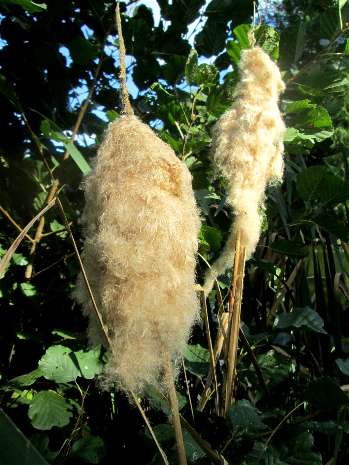 Breitblättriger Rohrkolben (Typha latifolia) in der Gustav-Clauss-Anlage in St. Ingbert