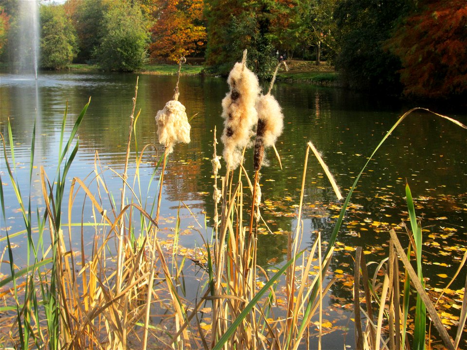 Breitblättriger Rohrkolben (Typha latifolia) in der Gustav-Clauss-Anlage in St. Ingbert
