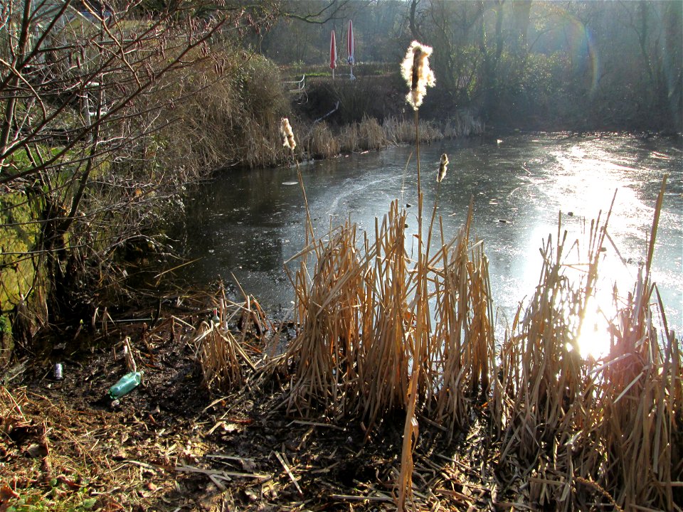 Breitblättriger Rohrkolben (Typha latifolia) am Tabaksweiher bei Sankt Arnual