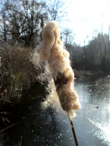 Breitblättriger Rohrkolben (Typha latifolia) am Tabaksweiher bei Sankt Arnual