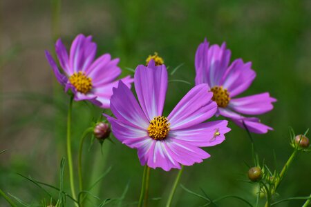 Flowers cosmos pink