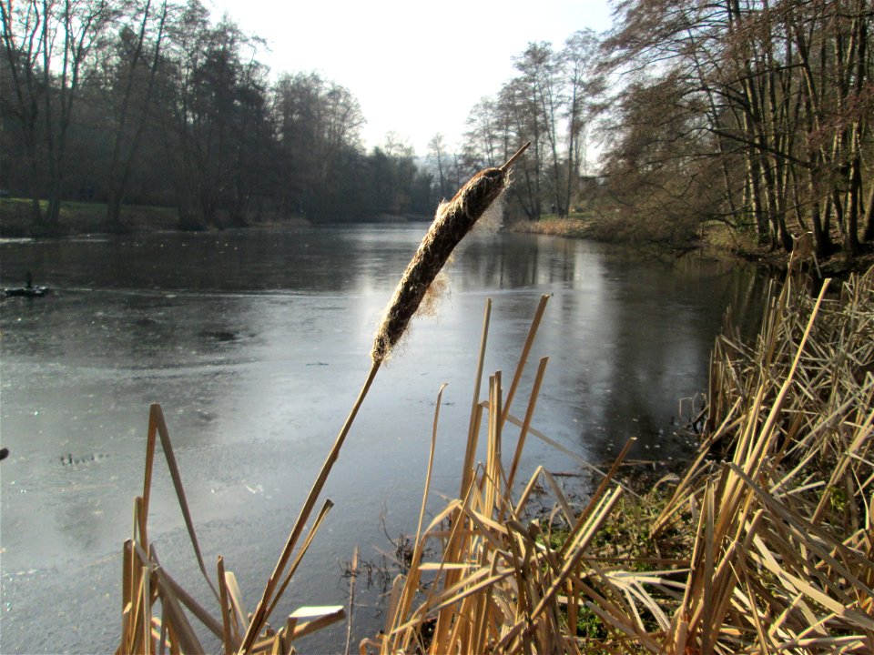 Breitblättriger Rohrkolben (Typha latifolia) am Tabaksweiher bei Sankt Arnual