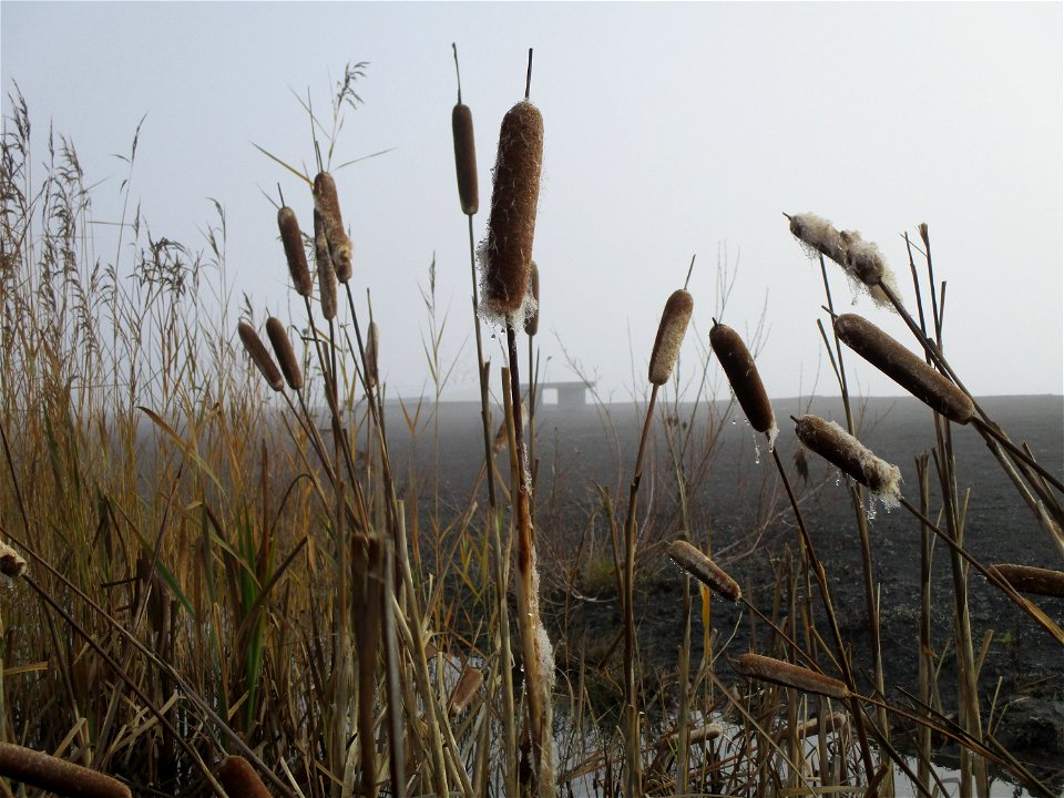 Breitblättriger Rohrkolben (Typha latifolia) an der Bergehalde Göttelborn