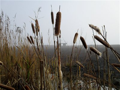 Breitblättriger Rohrkolben (Typha latifolia) an der Bergehalde Göttelborn