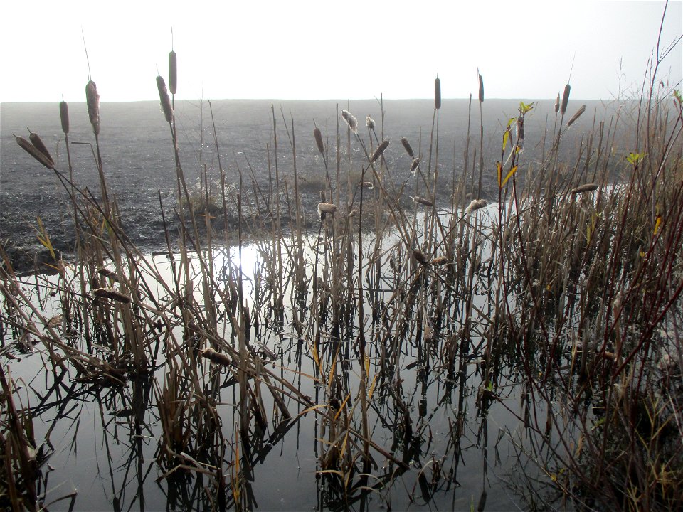 Breitblättriger Rohrkolben (Typha latifolia) an der Bergehalde Göttelborn