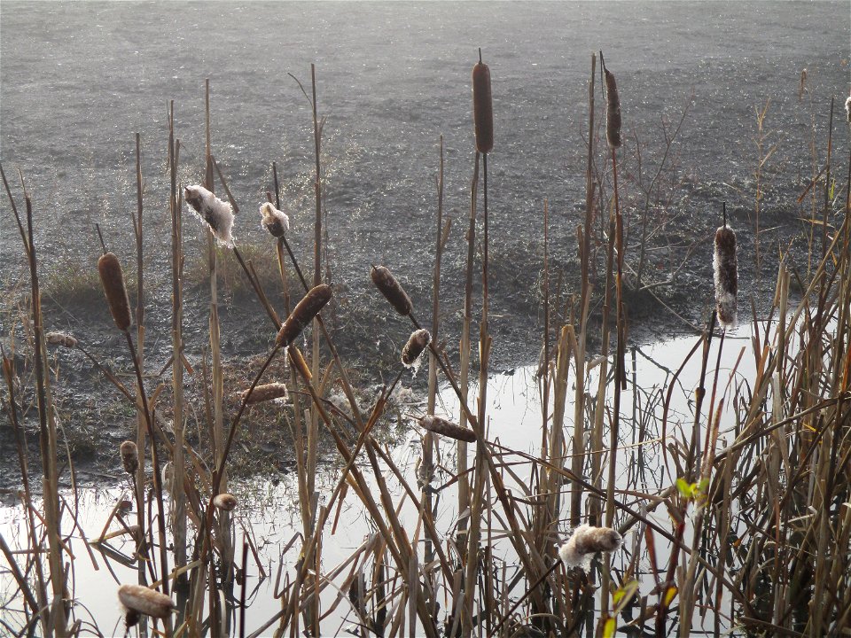 Breitblättriger Rohrkolben (Typha latifolia) an der Bergehalde Göttelborn