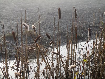 Breitblättriger Rohrkolben (Typha latifolia) an der Bergehalde Göttelborn