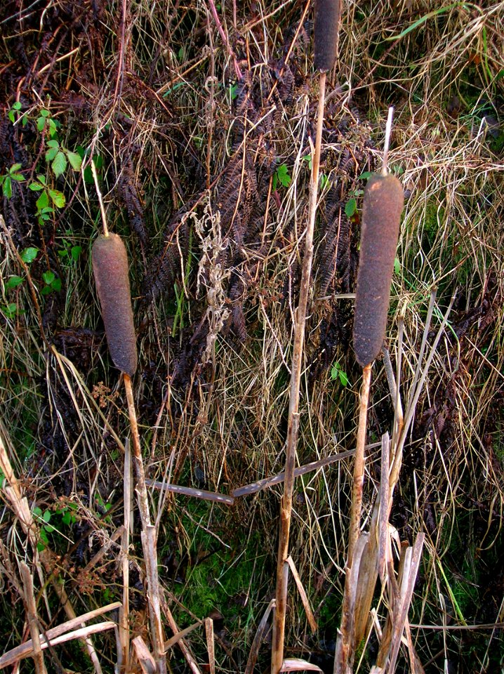 Greater Reedmace - Typha latifolia L.