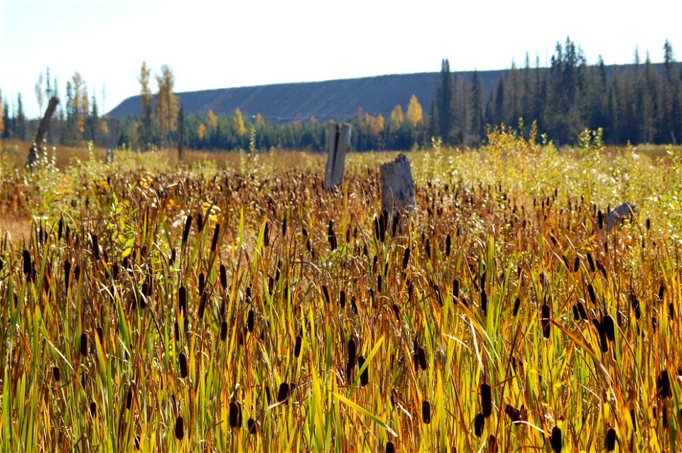 Remediated wetlands at the Mount Polley mine