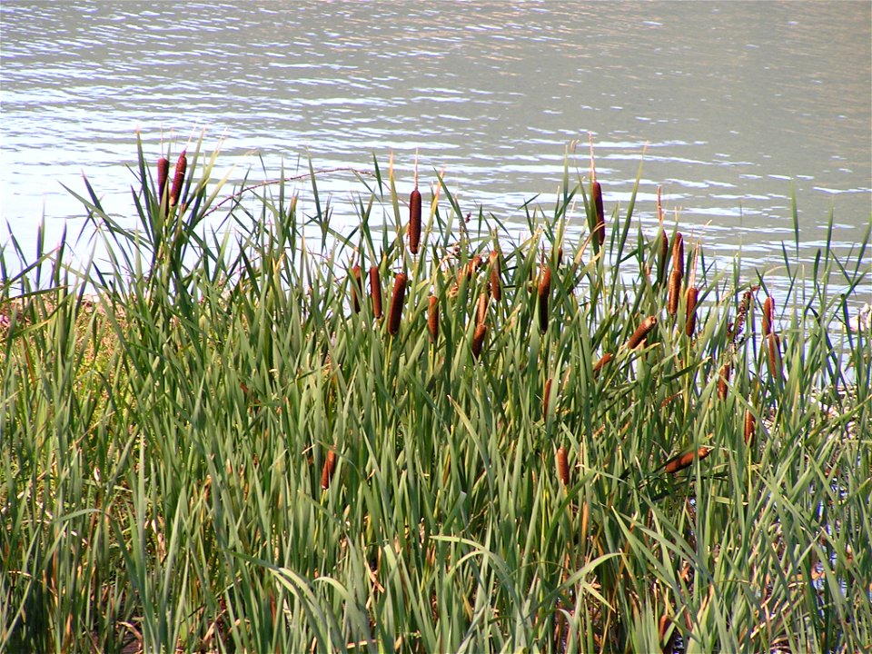 Massettes : Typha latifolia L.