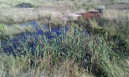 Typha latifolia L. (Broadleaf Cattail), habitat in Corsica. (Identified by user Le.Loup.Gris.)