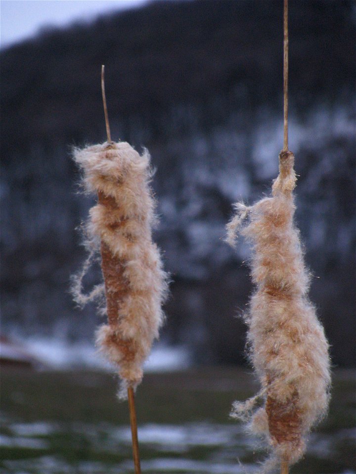 Cattail at winter.