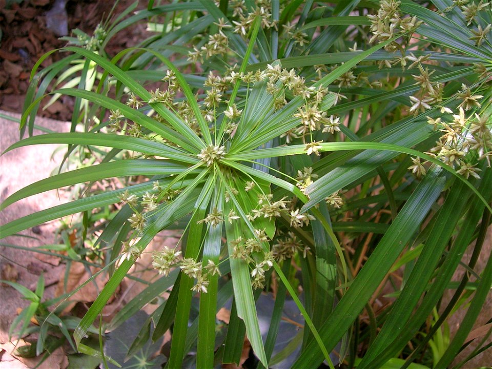 Cyperus alternifolius in cultivation